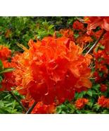 New Mandarin Lights Orange Deciduous - Starter Plant 1 live plant - $23.88