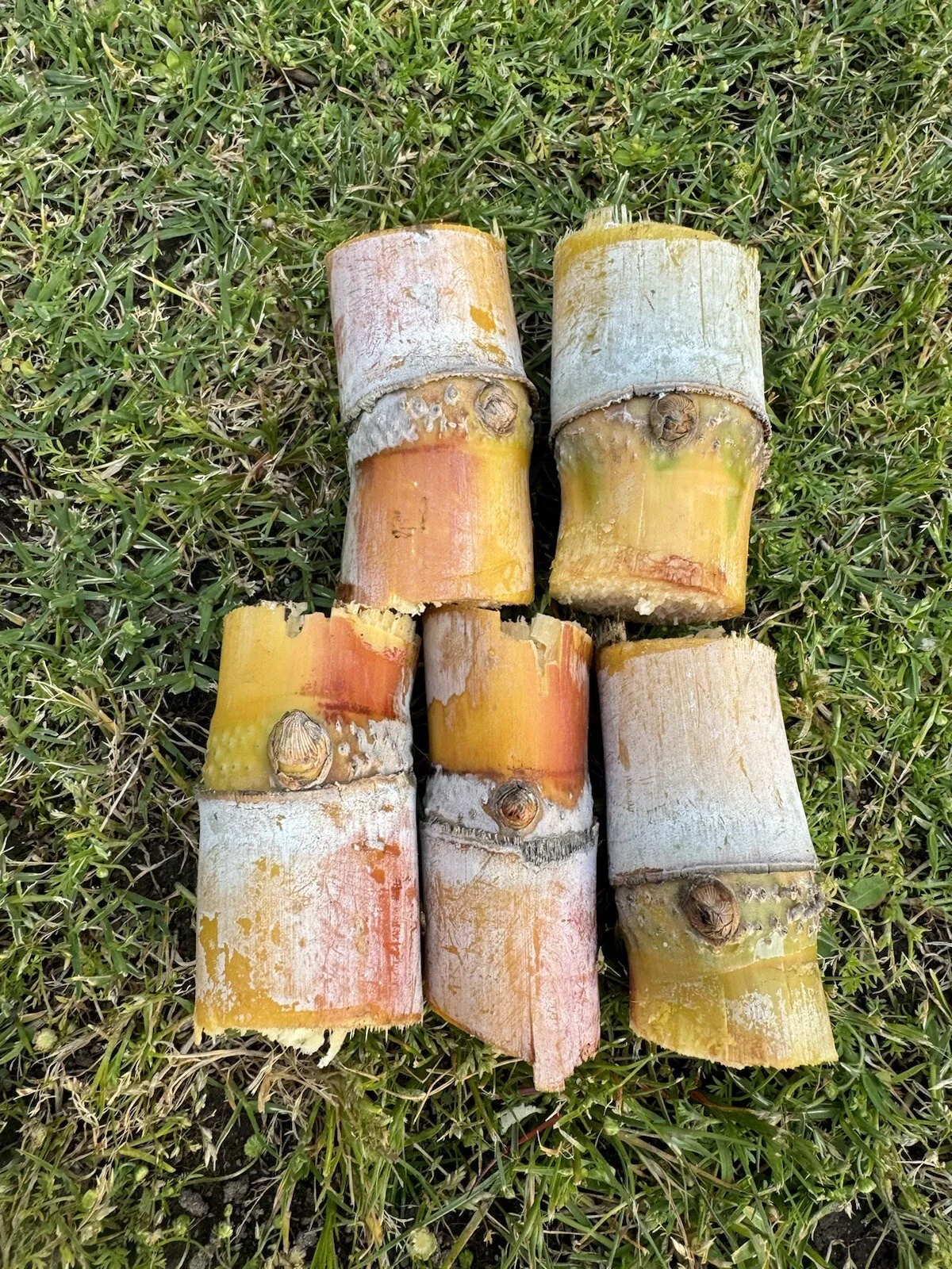 5pcs GREEN YELLOW SUGARCANE Cutting Sticks-ORGANIC - $31.20