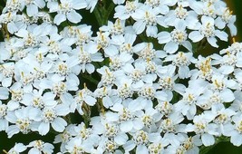 Seeds 2000 Yarrow White Achillea Flower Herb Medicinal Perennial - £6.25 GBP