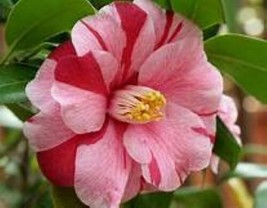 Lady Vansittart*Bicolor Bloom Camellia Japonica-Live Starter Plant - £26.37 GBP
