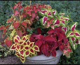 100 seeds Coleus Rainbow Mix Super Fast Gardening Gains - £6.94 GBP