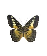 One Real Parthenus Sylvia butterfly, Philippines, UNMOUNTED, WINGS CLOSED - £6.30 GBP
