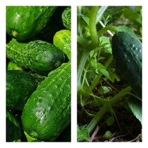Variety Size Spacemaster Cucumber NON-GMO, Compact Cucumber Plant Seeds - £9.23 GBP+