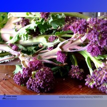 English Purple Sprouting Broccoli Early Brassica Oleracea Seeds, Professional Pa - £2.60 GBP