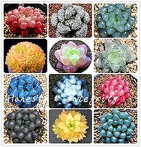 100 Pcs Rainbow Yulu Bonsai Potted Succulents Fleshy Shining Green Haworthia Coo - £14.75 GBP