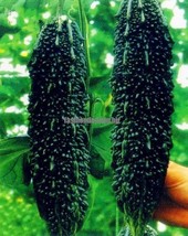 Black Pearl Bitter Vegetables Seeds 10 pcs FRESH SEEDS - $5.84