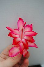 Starter Plant Christmas Cactus Paradise Lady Schlumbergera Truncata - $33.98