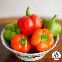 New Fresh Seeds 25 Chili Pie Pepper Seeds Hot Pepper Seeds Mild Miniature Bell P - $26.00