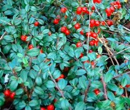 Wintergreen Creeping Gaultheria Procumbens 100 Bulk Seeds Fresh - $14.22