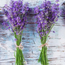 LD 600 Lavender Seeds (Lavandula Angustifolia)  Perennial  Nongmo Fast S... - $153.22 MXN