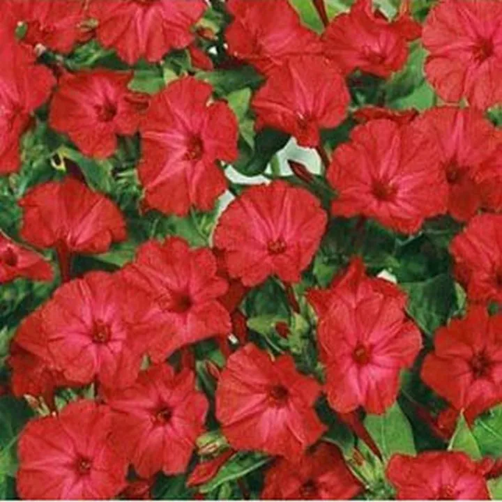 Flower Four O&#39;Clock Red 50 Seeds - £7.69 GBP