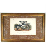 Semipalmated Snipe Ou Willet De &quot; The Oiseaux America &quot; par John James A... - $272.85