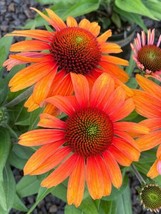 200 Sunburst Coneflower Daisy Seeds for Garden Planting  - £6.32 GBP