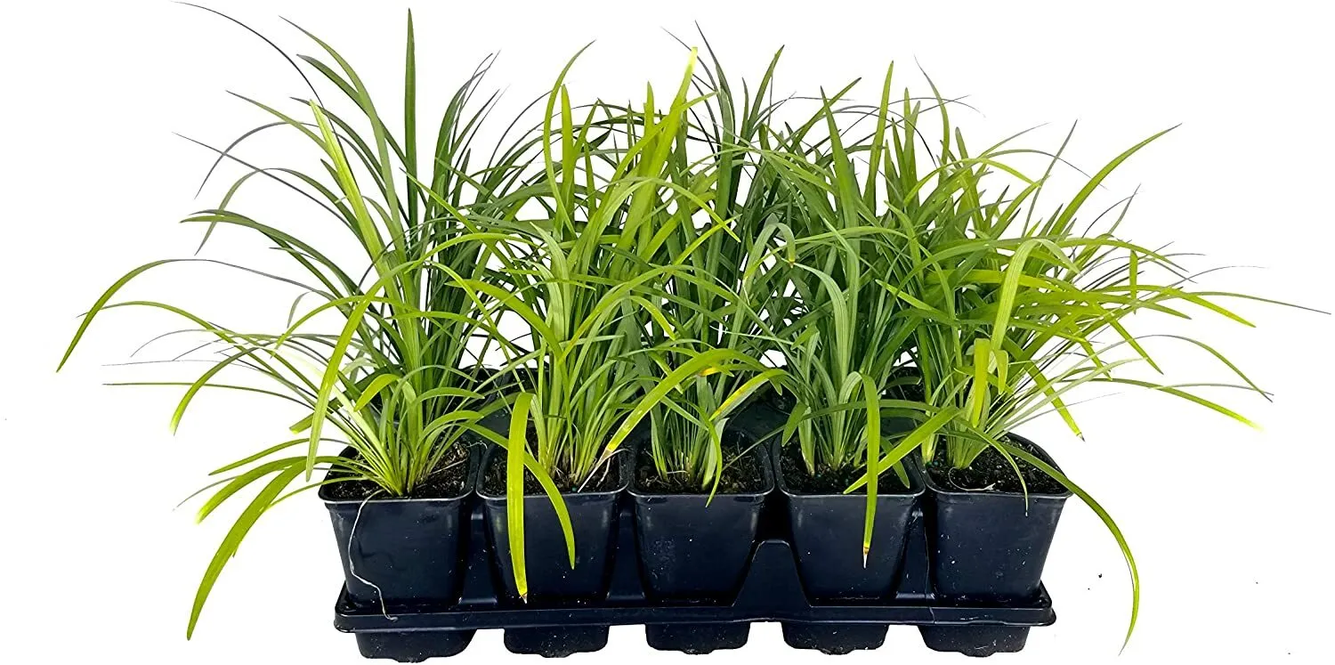 Super Blue Lilyturf Liriope Muscari Live Quart Size Plants - £26.38 GBP