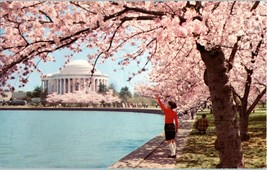 Cherry Trees Thomas Jefferson Memorial Washington DC Postcard - £18.78 GBP