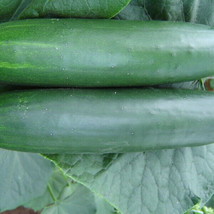 25 Seeds Daytona Cucumbers Planting Edible Food Garden USA Shipping - $9.32