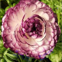 20 Seeds Beautiful Flowering Blubs Ranunculus Persian Buttercup Flower Gardening - £3.72 GBP