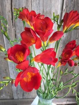 20 Freesia single red - bulb size 4/5 - very easy to grow - $58.91