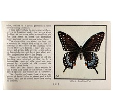 Black Swallow Tail Butterfly 1934 Butterflies Of America Insect Art PCBG14B - $374.24 MXN