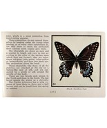 Black Swallow Tail Butterfly 1934 Butterflies Of America Insect Art PCBG14B - $367.96 MXN