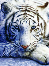 Art print white tiger face head day and night 24&quot;X18 - £19.77 GBP