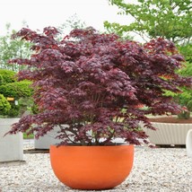 Bloodgood Japanese Maple gallon pot image 3