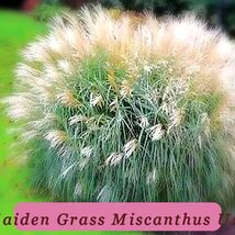 100 Silver Morning Light Maiden Grass Miscanthus Usa Seeds Organic Fast ... - $59.77 MXN