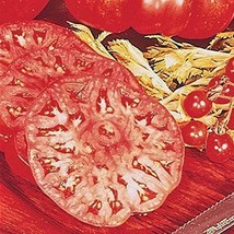 Beefmaster Hybrid Tomato Seeds-Up to 2 lbs. Perfect Size for Slicing!(25 - Seeds - £3.56 GBP