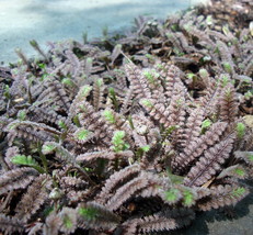 Gothic Black Fairy Fern - Leptinella -2.5&quot; Pot-Terrarium/Fairy Garden/Houseplant - £27.25 GBP