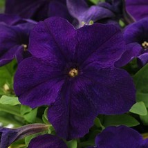 50 Pelleted Seeds Pretty Grand Midnight Petunia Seeds - £23.96 GBP