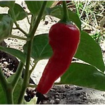 Diente De Perro Hot Peppers Type 4  10 Seeds  Garden Beautiful USA SELLER - £4.51 GBP