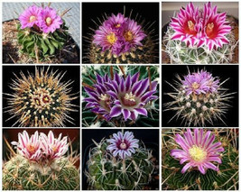 Echinofosulocactus Mixed Variety Mix Stenocactus Brain Cactus Rare Seed 50 Seeds - £7.98 GBP