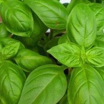 Sweet Basil Seeds Organic US Fast Shipping - $37.22 MXN