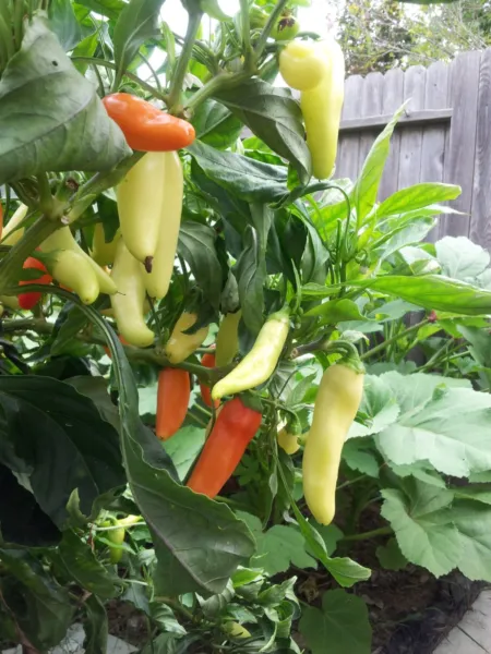 100+ Sweet Banana Pepper Heirloom Seeds Non Gmo Open Pollinated Prolific... - £7.10 GBP