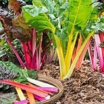 Premium Rainbow Swiss Chard Fresh Organic Seeds Beautiful &amp; Delicio - $5.89