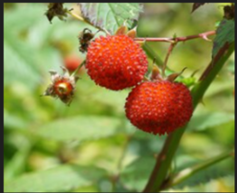 AUSTRALIAN RASPBERRY  Berry Fruit Shrub 20 Seeds - £7.82 GBP