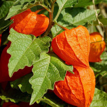 THJAR Chinese Lantern Physalis Franchetti Seeds 50 Ct Vegetable HEIRLOOM... - $4.39 CAD