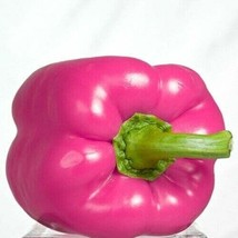 Best 25 SEEDS Pink Bell Peppers Easy to Grow Vegetable Garden Sweet Edible Food - $4.89