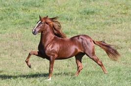 Schleich Toy Peruvian Paso Chestnut Mare Horse 5.9 x 1.4 x 4.1 inch - £5.45 GBP