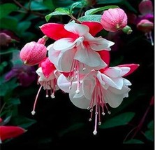 200PCS Fuchsia Seeds Rose Red White Double Flowers* Easy To grow - £5.24 GBP