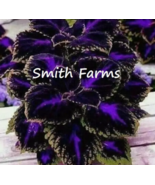 BZ 25 Seeds Black Purple Coleus Flowers Easy To Grow Garden Bulk Seeds - £9.04 GBP