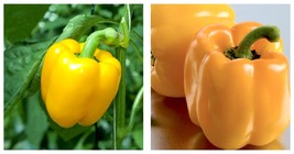 Sweet Canary Yellow Bell Pepper Seeds ! Pepper! planting| Vegetables 60 Seeds - £13.58 GBP