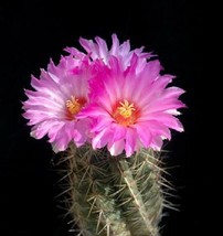Thelocactus bicolor bolaensis, exotic flowering cactus cacti rare seed 50 SEEDS - £7.95 GBP