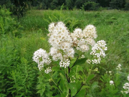 Seeds 100 WHITE MEADOWSWEET Spiraea Alba Queen of the Prairie Native Flower Shru - £21.23 GBP