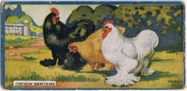 Cowan Co Toronto Card Cochin Bantams Chicken Series - £7.90 GBP