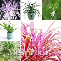 Chlorophytum Seed Absorb Formaldehyde Perennial Potted Plants Air Purification P - $6.80