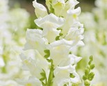 Snapdragon Snowflake Bouquet Flower Seed Nongmo Fresh Harvest Fast Shipping - £7.18 GBP