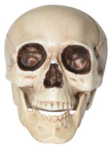 Realistic Skull 4 Inches - £12.62 GBP