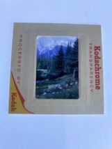 Vtg Mountain Scene Wild Flowers Trees SEP 1969 35mm Slide Photo OOAK Vibrant - $20.19