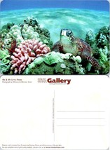 Sea Turtle Friend Printed on Chlorine Free Plantation Grown Paper VTG Postcard - £7.51 GBP